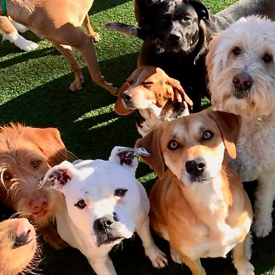 7 Reasons to Add Extra Virgin Olive Oil to Your Dog's Diet